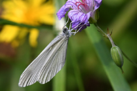 Pieris napi cf.